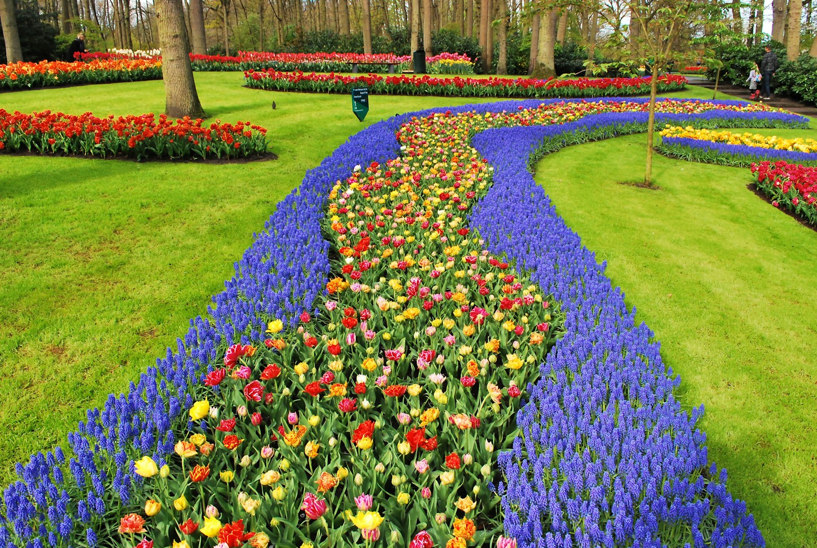 Keukenhof tulip fields, Amsterdam: reference photo